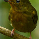 Manakin auréole