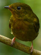 Crimson-hooded Manakin