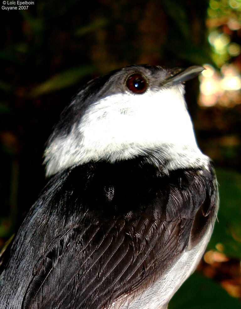 White-bearded Manakin