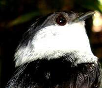 White-bearded Manakin