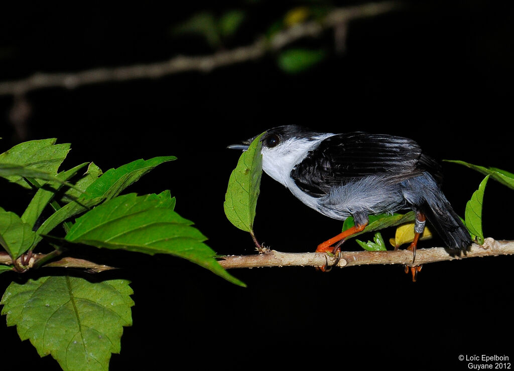 White-bearded Manakin