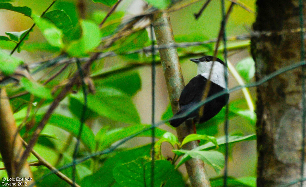 White-bearded Manakin