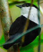 White-bearded Manakin