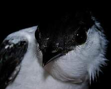 White-bearded Manakin