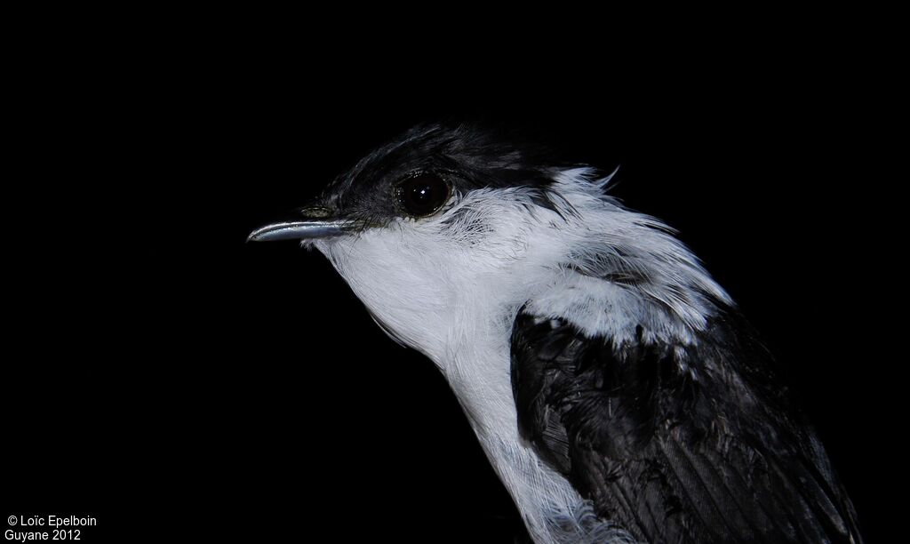 White-bearded Manakin