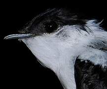 White-bearded Manakin