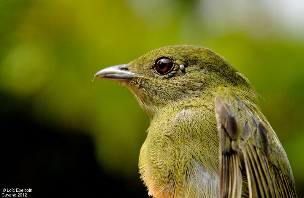 White-bearded Manakin