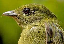 White-bearded Manakin