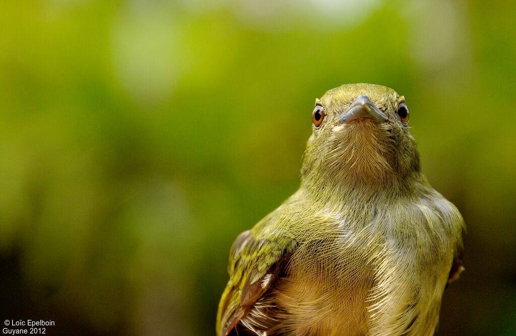 White-bearded Manakin