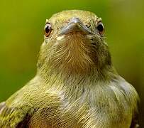 White-bearded Manakin