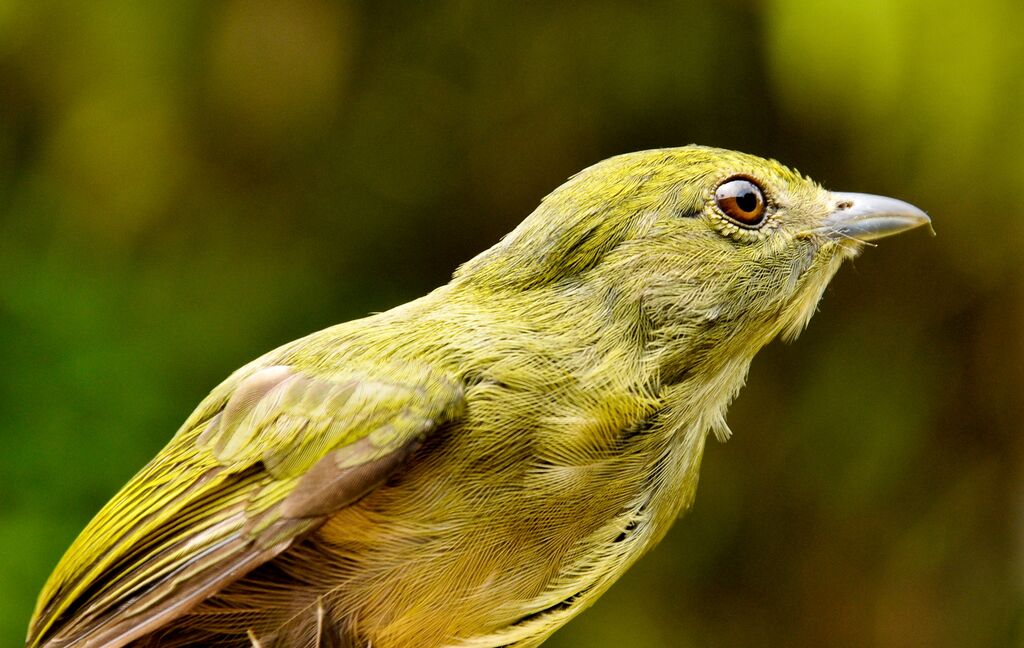 White-bearded Manakin