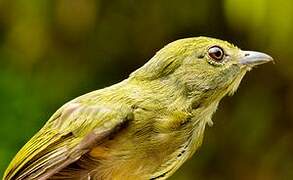 White-bearded Manakin