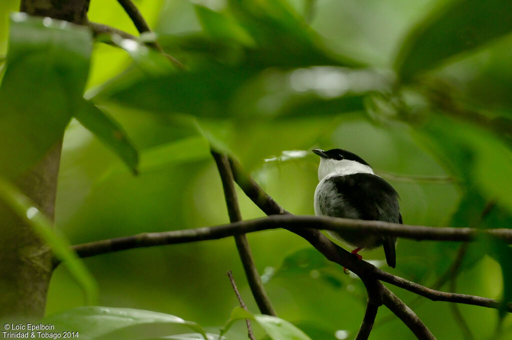 White-bearded Manakin