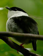 White-bearded Manakin