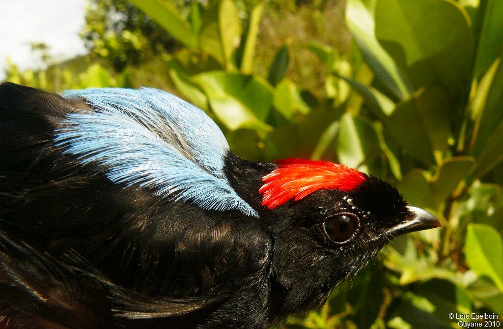 Blue-backed Manakin