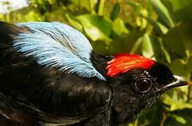 Blue-backed Manakin