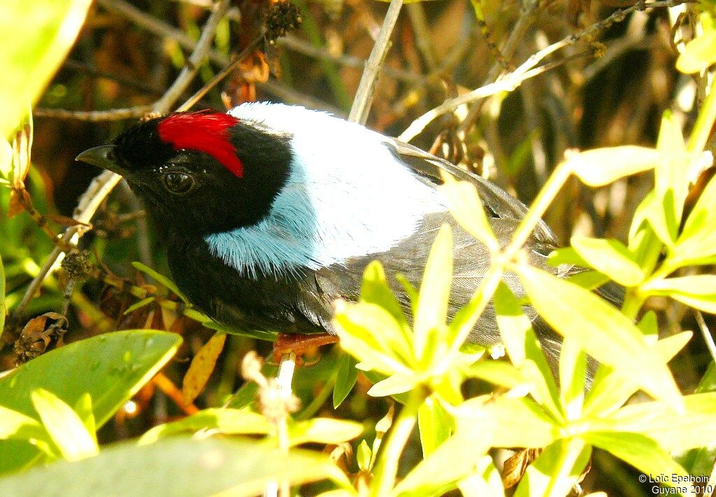 Blue-backed Manakin