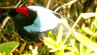 Blue-backed Manakin