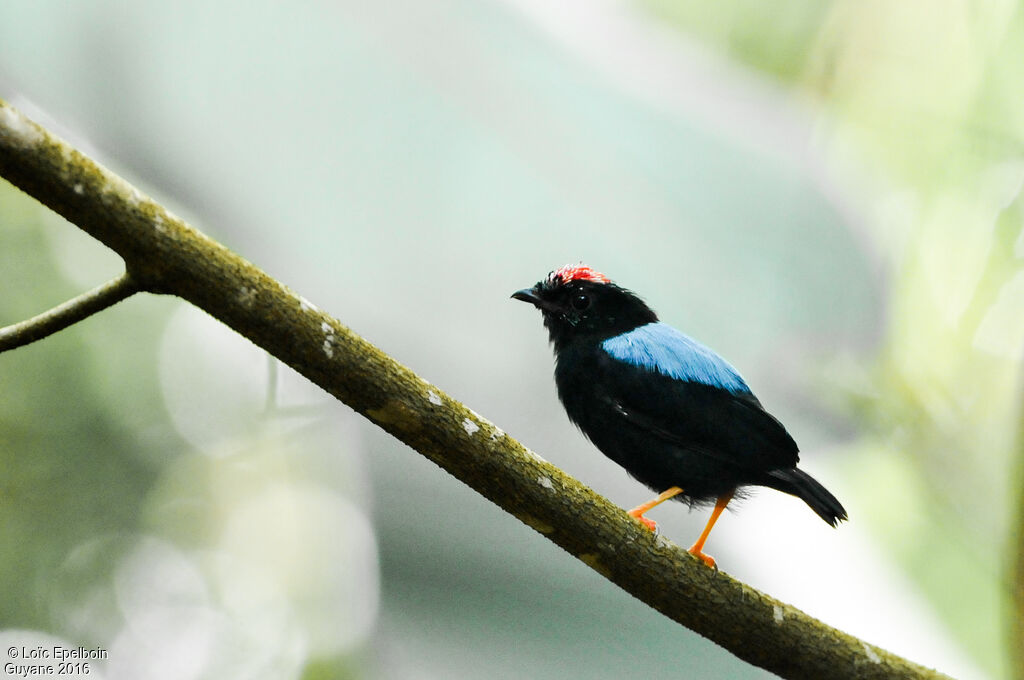 Blue-backed Manakin