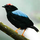 Manakin tijé