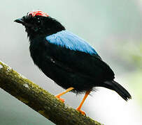 Blue-backed Manakin