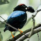 Manakin tijé