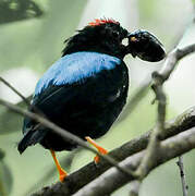 Blue-backed Manakin