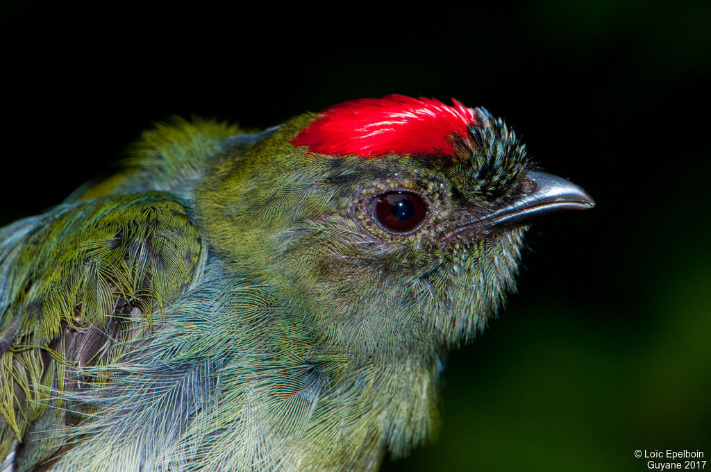 Blue-backed Manakin male immature