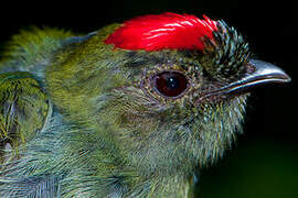 Blue-backed Manakin