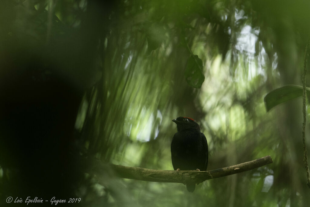 Blue-backed Manakin