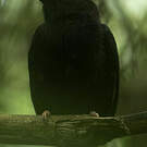 Manakin tijé