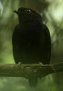 Blue-backed Manakin