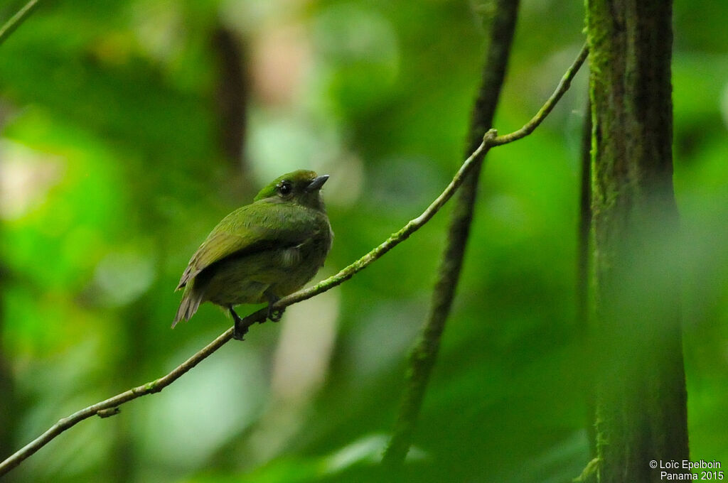 Velvety Manakin