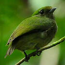 Manakin velouté