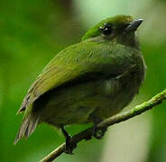 Velvety Manakin