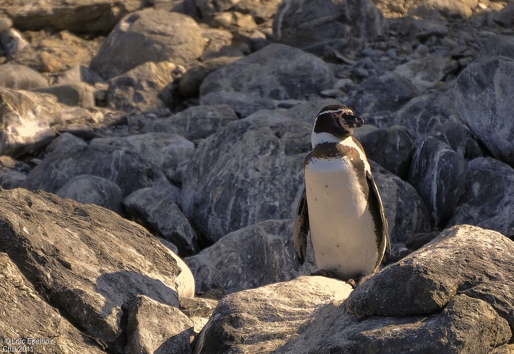 Humboldt Penguin