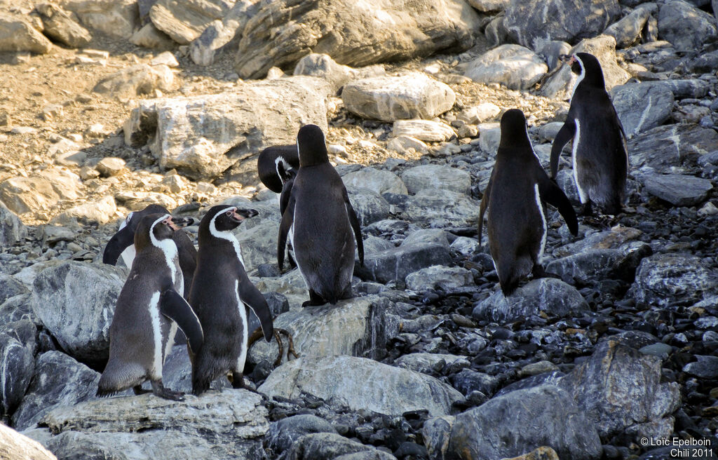 Humboldt Penguin