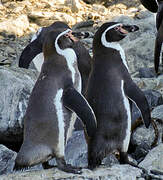 Humboldt Penguin