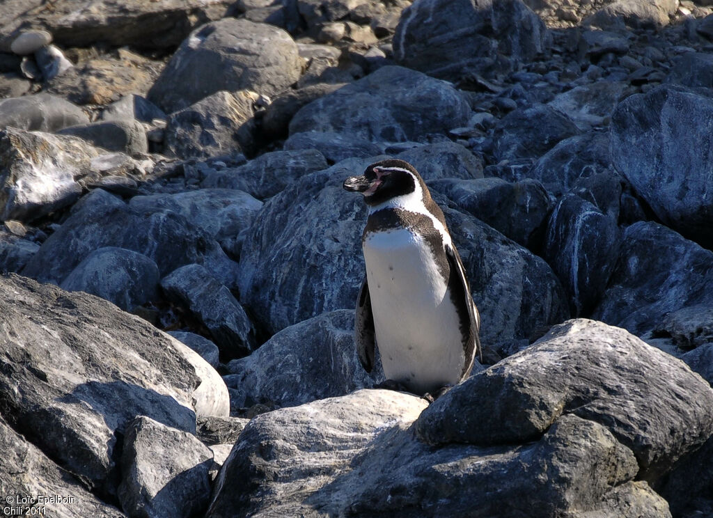 Humboldt Penguin