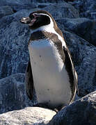 Humboldt Penguin