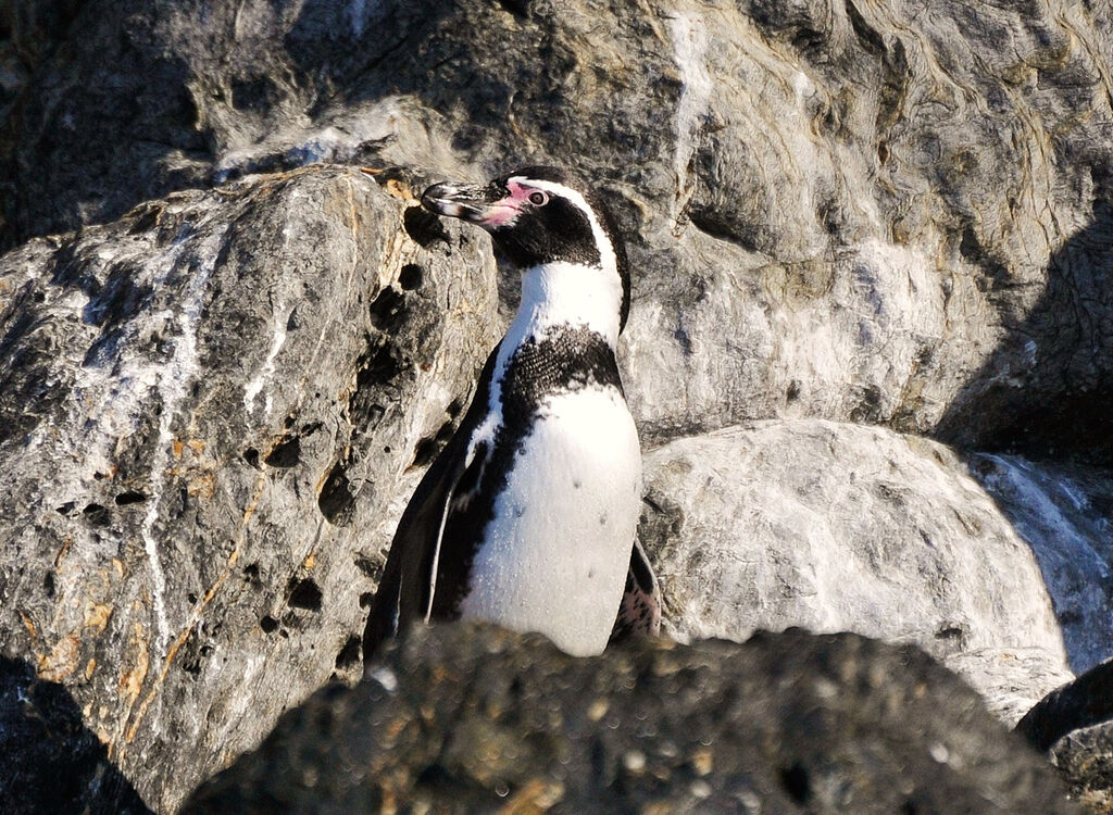 Humboldt Penguin