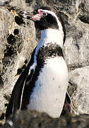 Humboldt Penguin