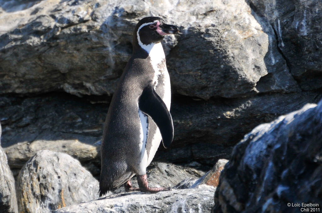 Humboldt Penguin