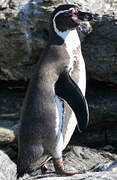 Humboldt Penguin