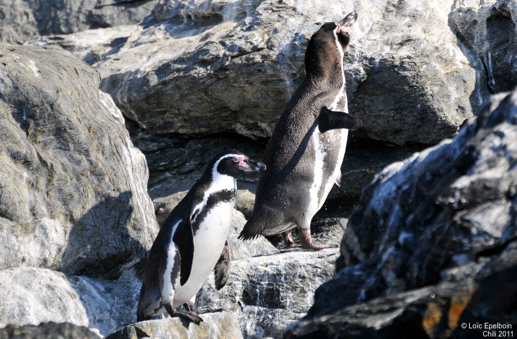 Humboldt Penguin