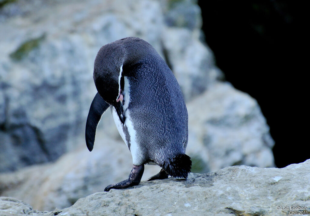 Humboldt Penguin