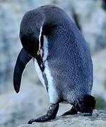 Humboldt Penguin