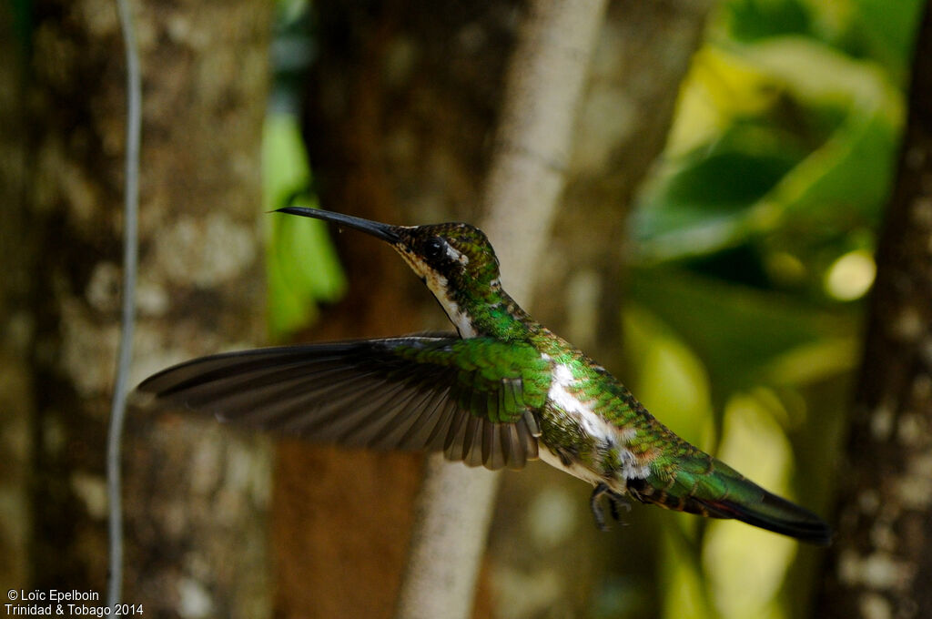 Black-throated Mango