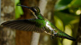 Black-throated Mango