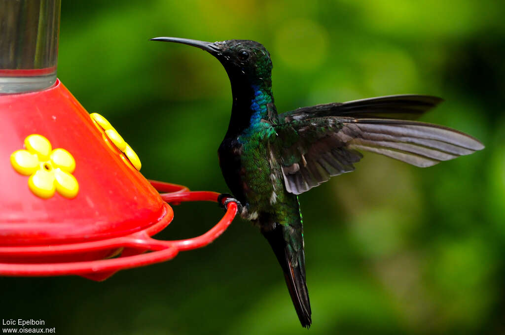 Black-throated Mango male adult